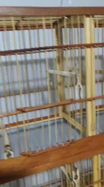 VOADOR SIMPLES MALHA FECHADA COM DIVISÓRIA E POLEIROS FERRADURA